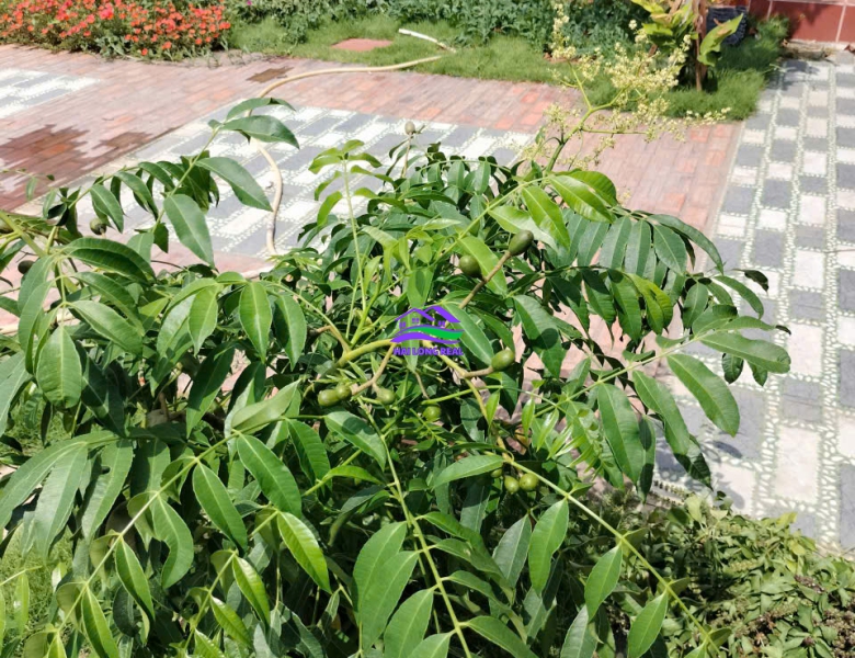 Nhà Góc 2 mặt tiền giá : 5.8ty, DT: 10,5x20m, Góc đường số 13 + đường số 3, lô B3-19, khu Thái Sơn - Long Hậu